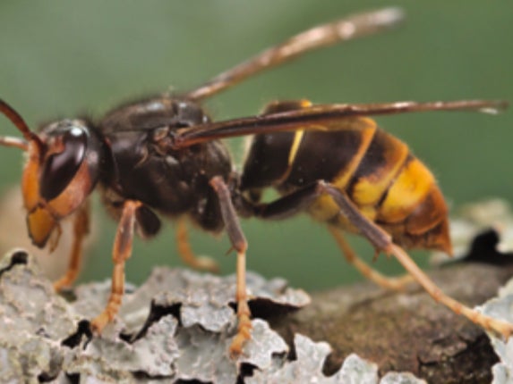 What Is A Yellow-legged Hornet? The Invasive Species Spotted In The US ...