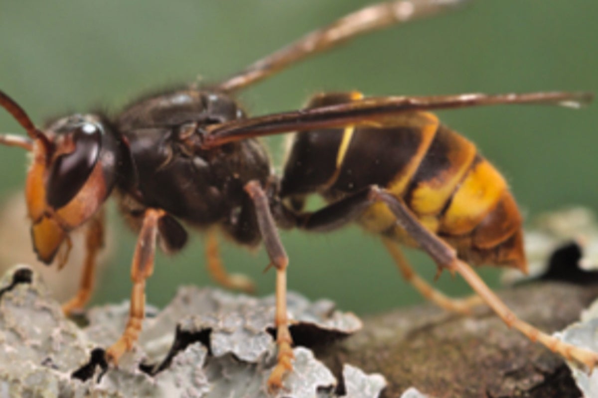 What is a yellow-legged hornet? The invasive species spotted in the US for ...