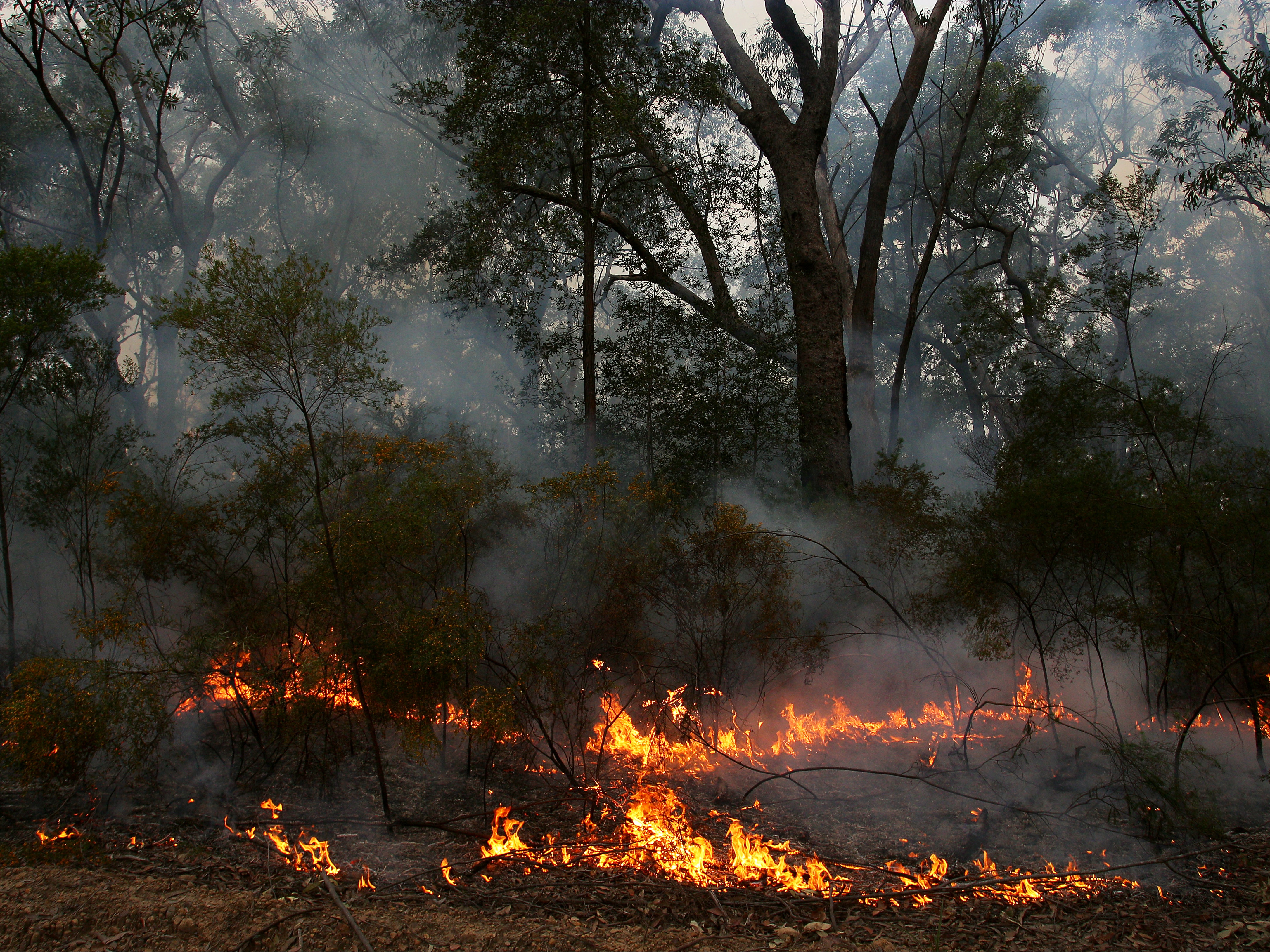 The bush fires killed or displaced around three billion animals
