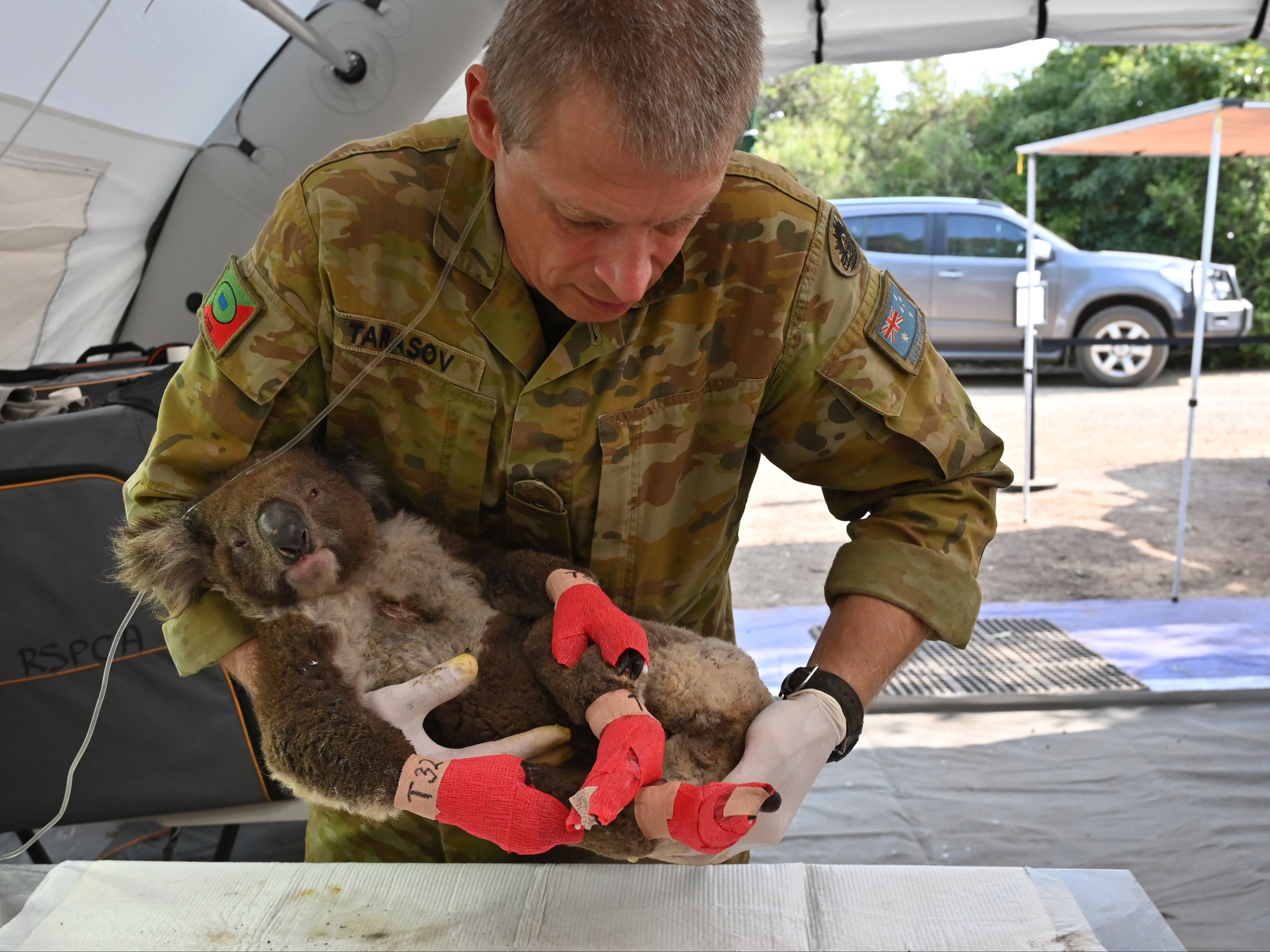 A member of the Australian Defence Force picks up an injured koala after it was treated for burns at a makeshift hospital on Kangaroo Island on 14 January