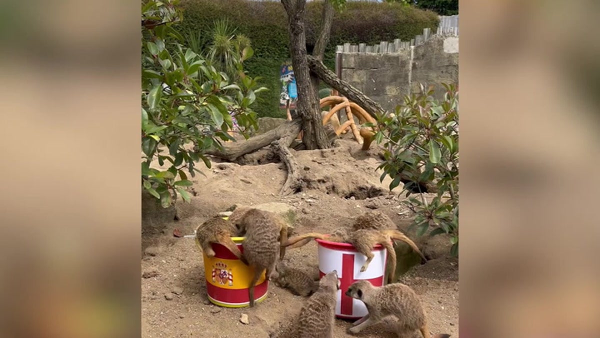 ‘Mystic’ meerkats predict who will win World Cup final as Lionesses prepare to face Spain