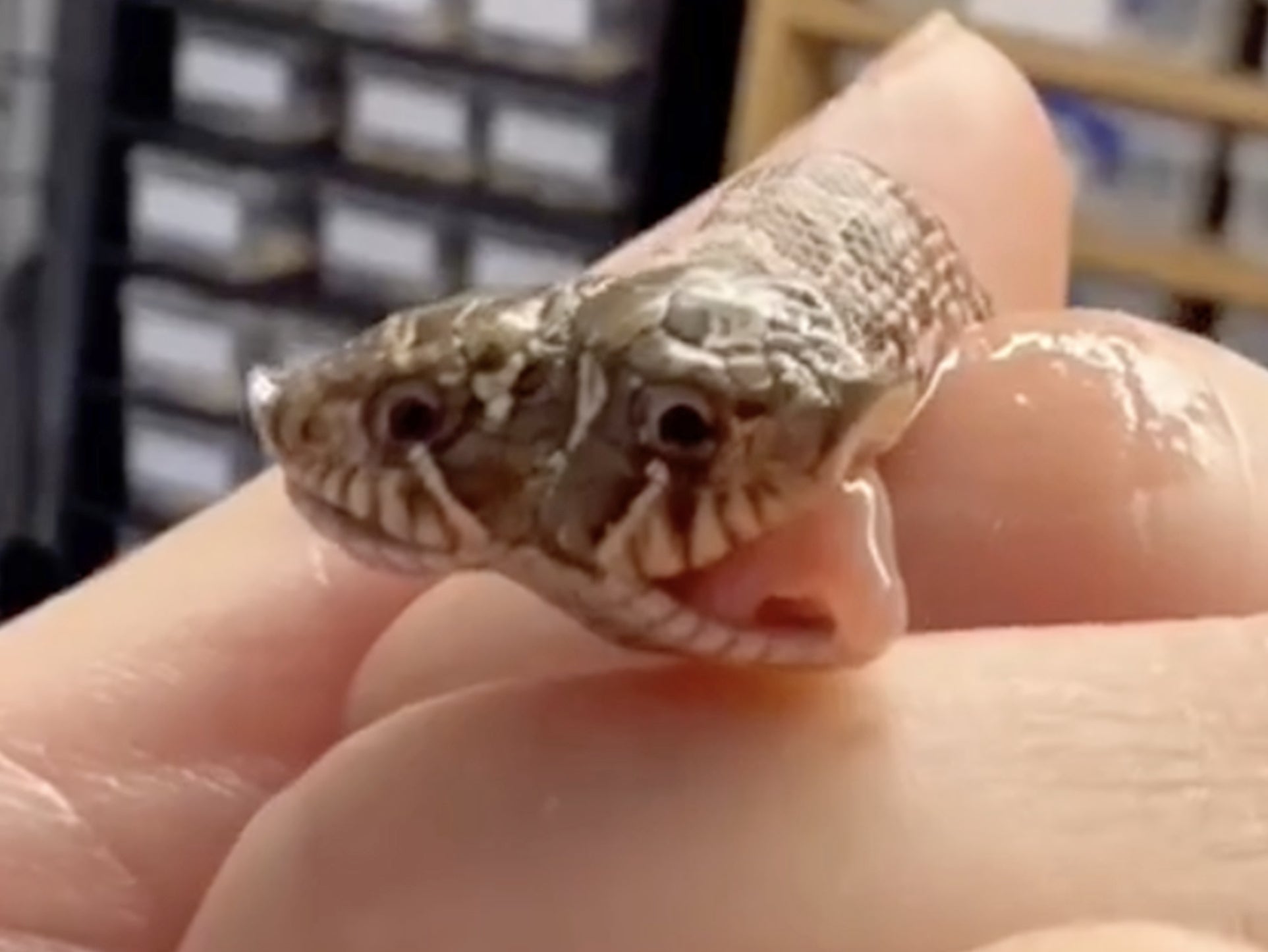 Rare Two headed Snake Hatches At Exotic Pet Shop In Devon