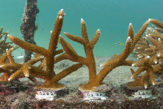 Coral Bleaching Florida