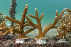 Sea temperatures lead to unprecedented, dangerous bleaching of Florida's coral reef, experts say
