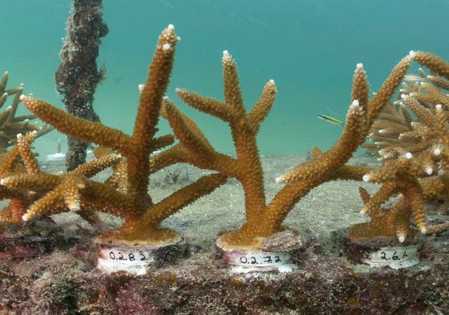 Coral Bleaching Florida