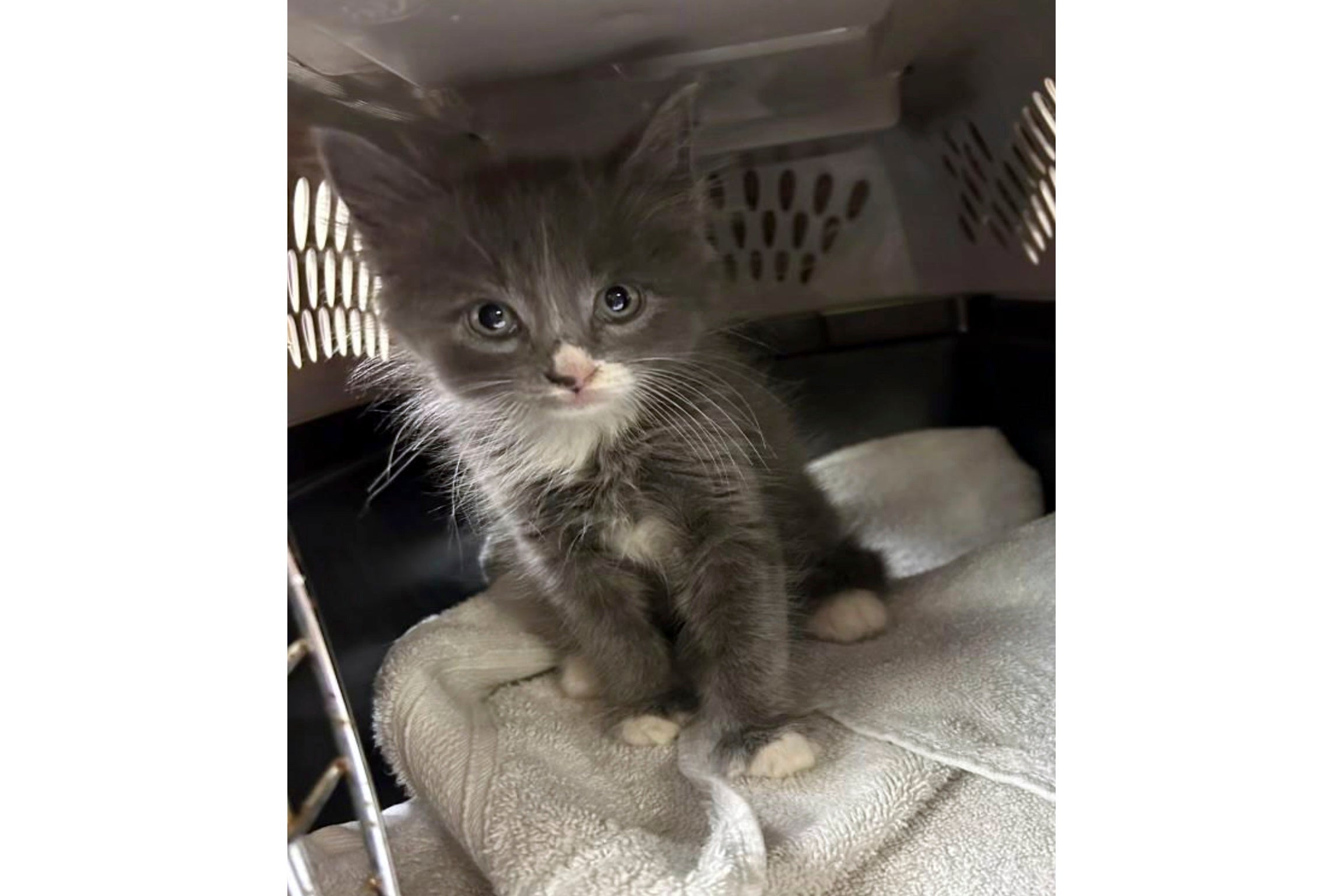 Stolen Car Kitten