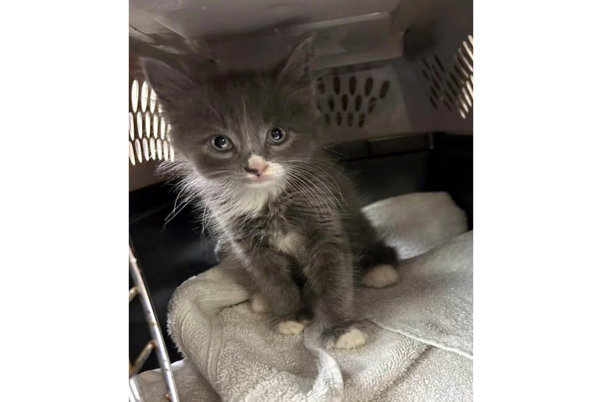 Kitten found in stolen, crashed car belongs to one of the suspects