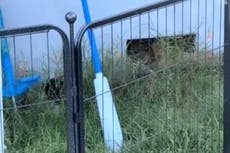 TikTok shows moment woman discovers man has been living under her house for months