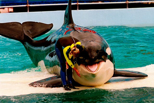<p>File. A trainer pets Lolita, a captive orca whale, during a performance at the Miami Seaquarium in Miami, 9 March 1995. - Lolita, an orca whale held captive for more than a half-century, died Friday, 18 August 2023, at the Miami Seaquarium as caregivers prepared to move her from the theme park in the near future</p>