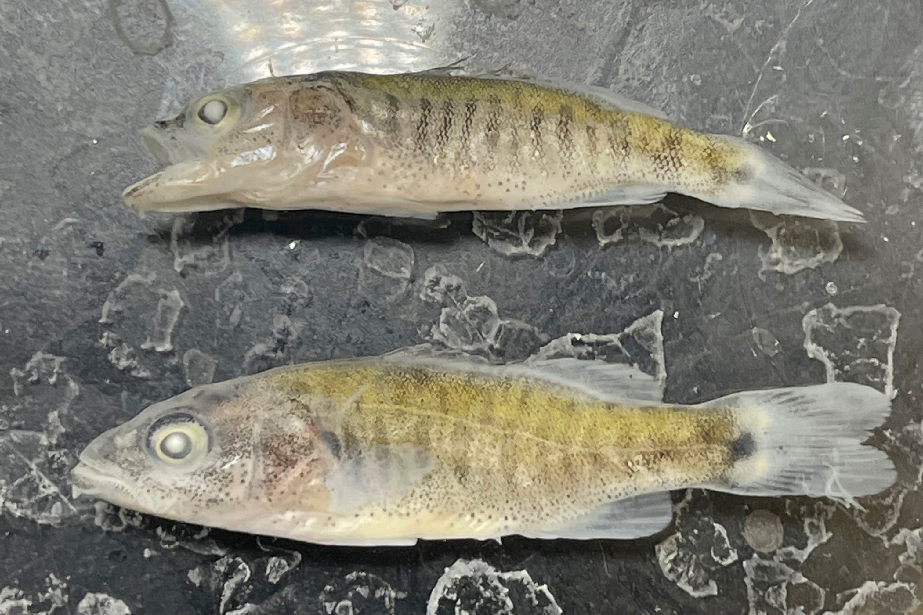 Humpback Chub Protection