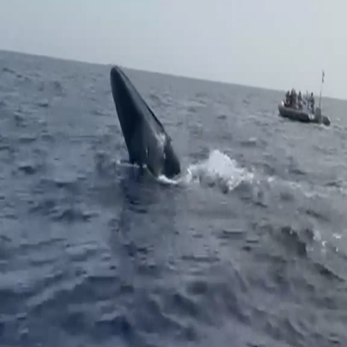 Video: Lose the Rope, Give Whales Hope