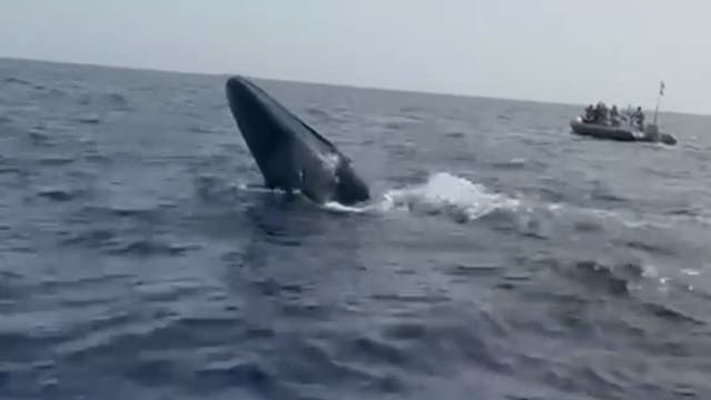 <p>Watch: Distressed whale tangled in ropes saved by tourist boat staff off Fuerteventura</p>