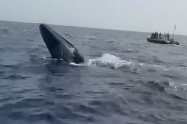 <p>Watch: Distressed whale tangled in ropes saved by tourist boat staff off Fuerteventura</p>