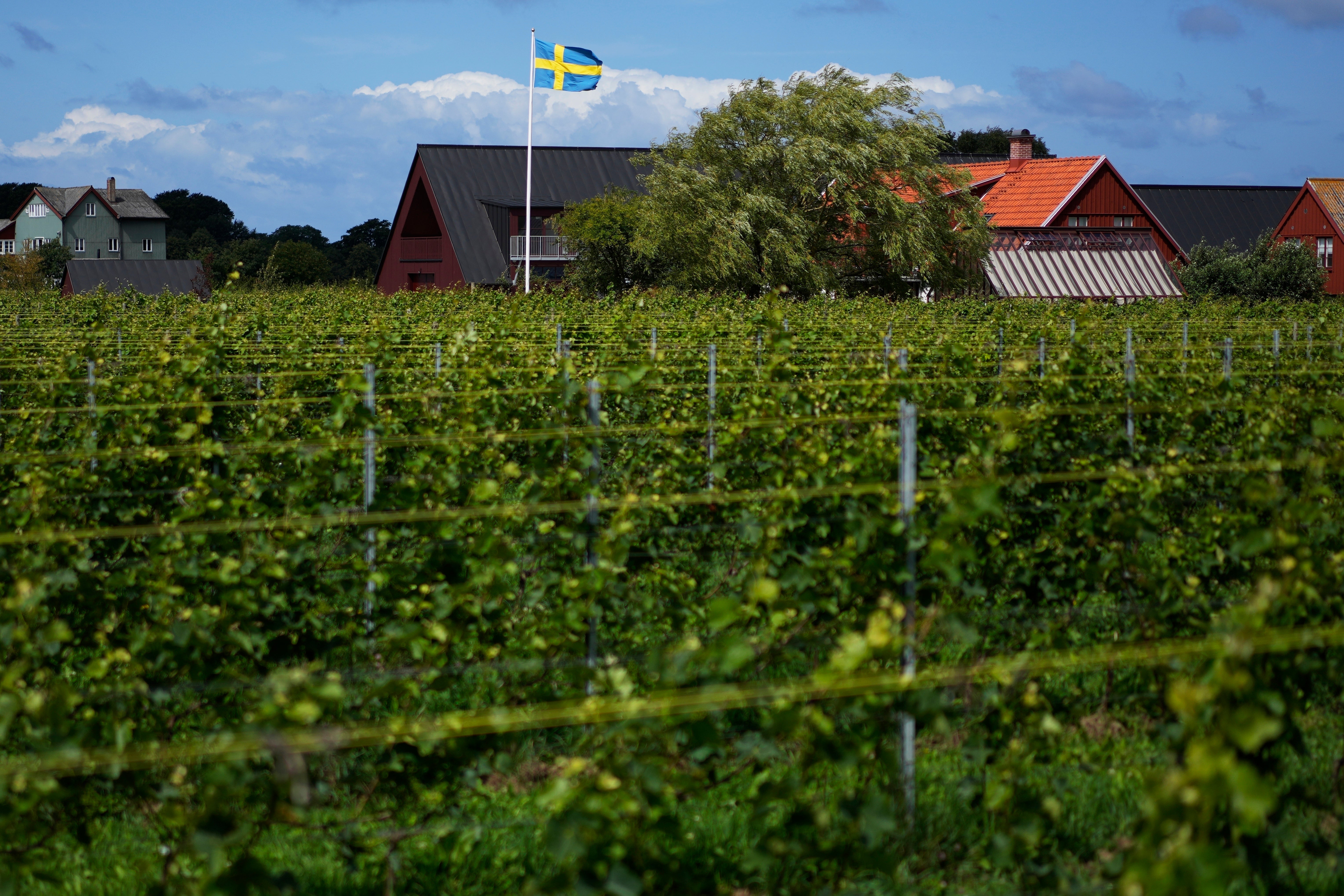 Climate Sweden Wine