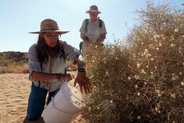 California Desert Seed Banking