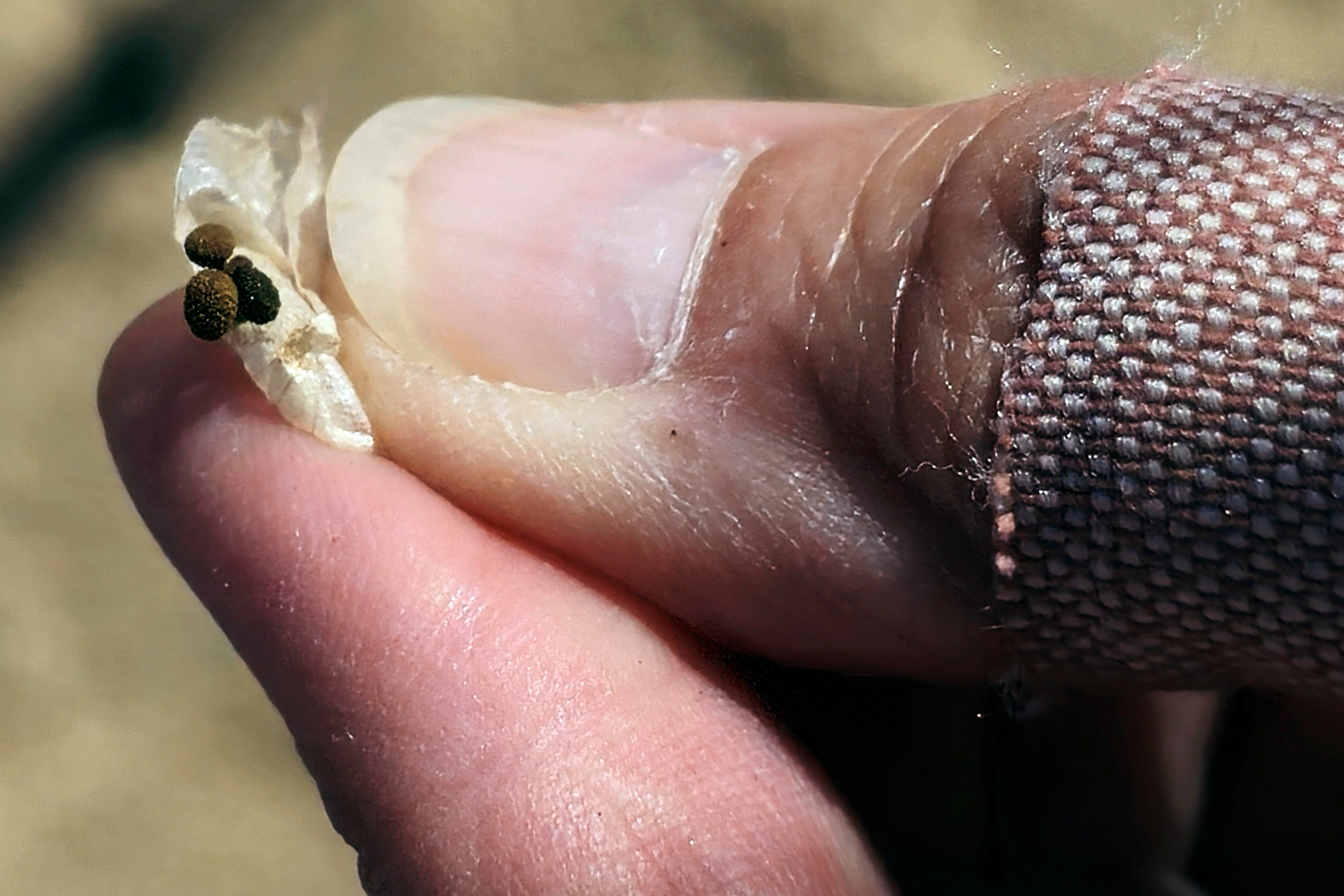 California Desert Seed Banking