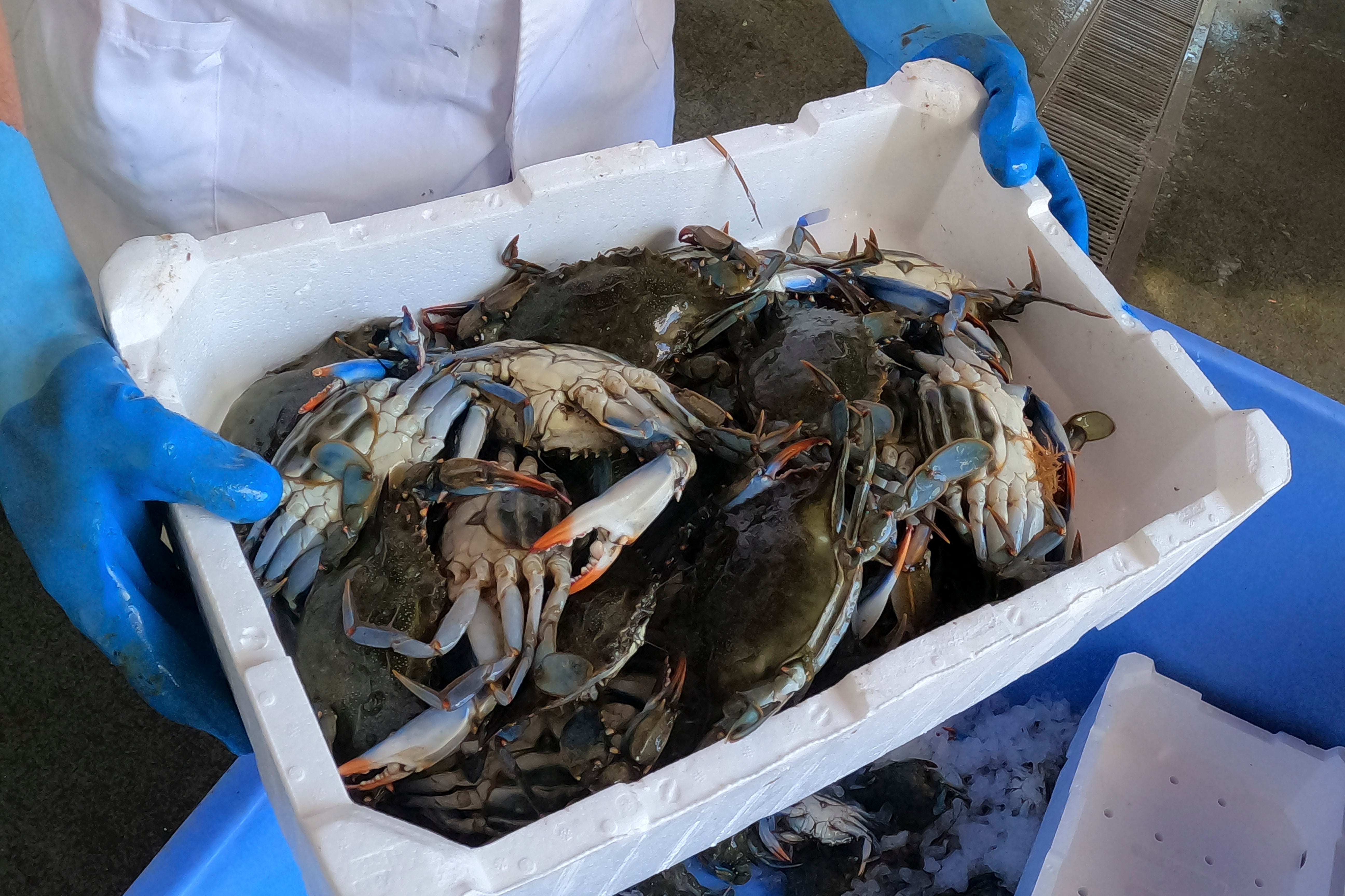 Italy Blue Crabs