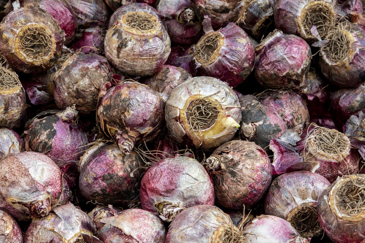 How to force bulbs to flower at Christmas