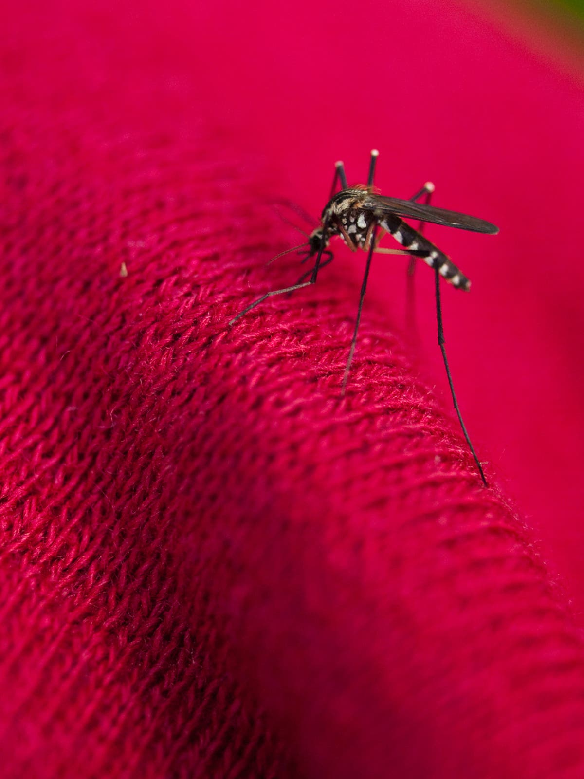 First locally acquired case of malaria reported in Maryland after 40