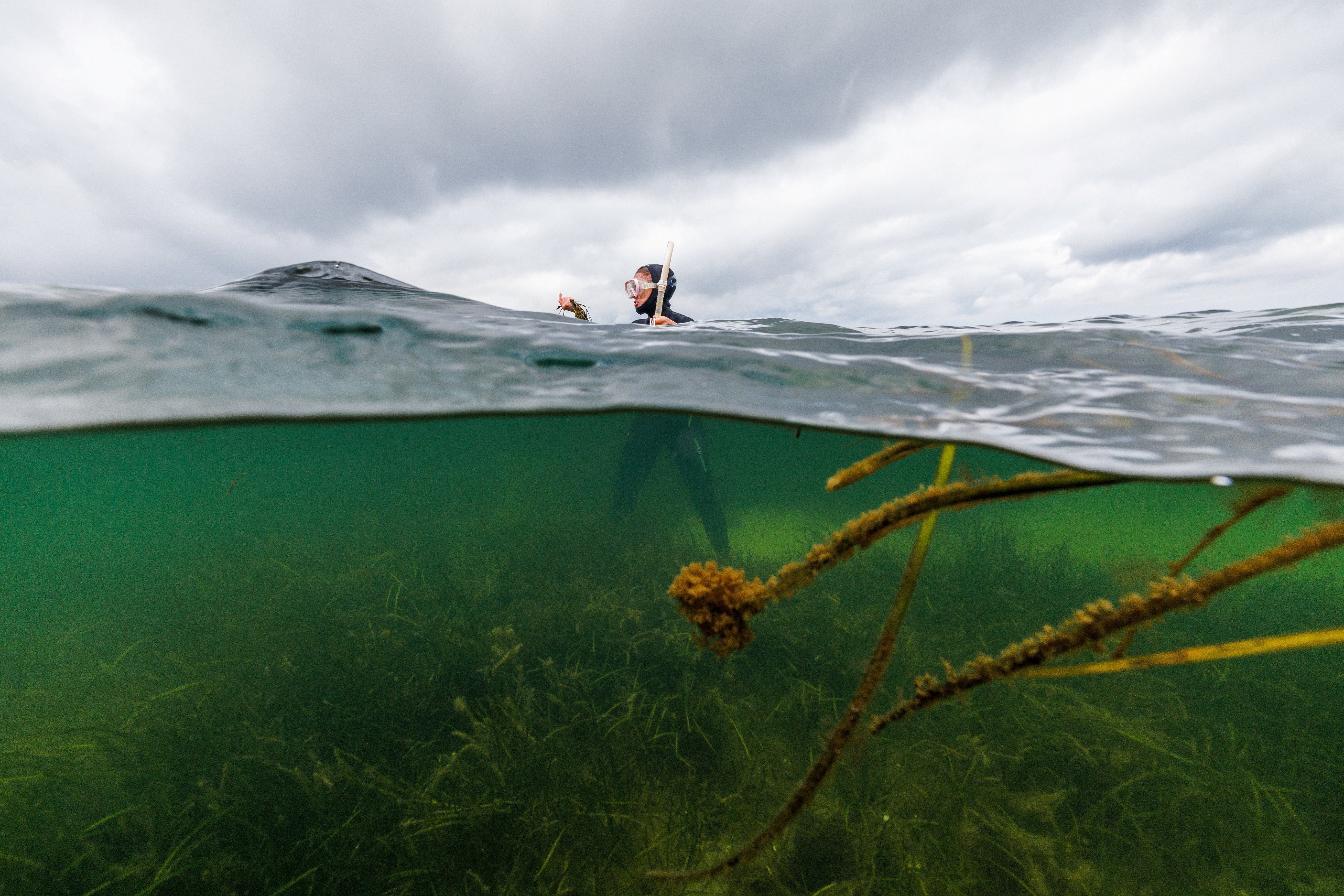 Angela Stevenson, 39, a marine scientist for Geomar, stands in a seagrass meadow while collecting flowering seagrass, in Laboe, Germany, 10 July