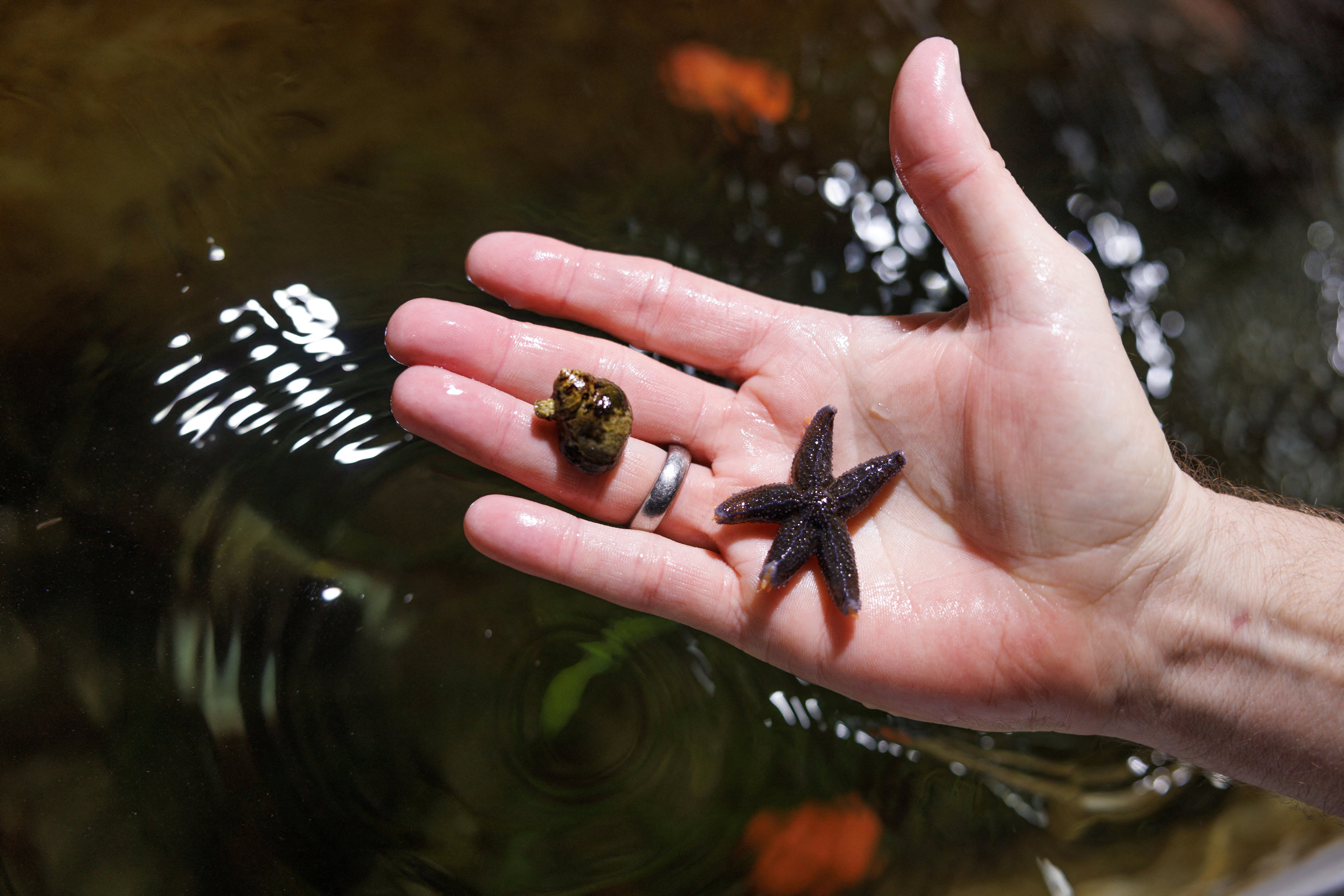 Thorsten Reusch, a marine scientist for Geomar, holds a snail and a starfish in his palm as he inspects the tanks containing seagrass at the lab in Kiel, Germany, 19 April