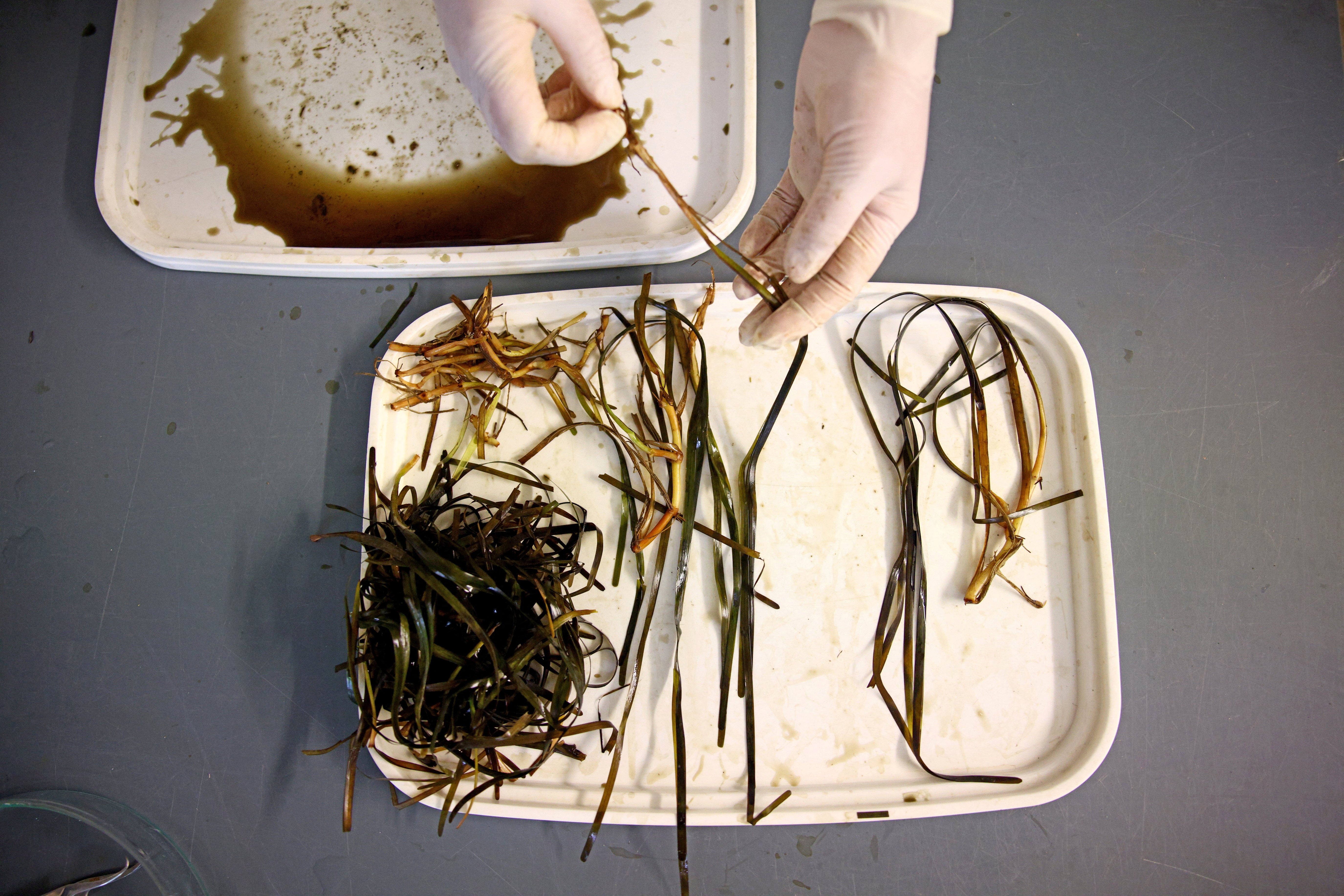 A student prepares samples that have been collected from a hand-planted seagrass meadow to analyse length of the blades, weight and root system at the lab in Kiel, Germany, 21 June
