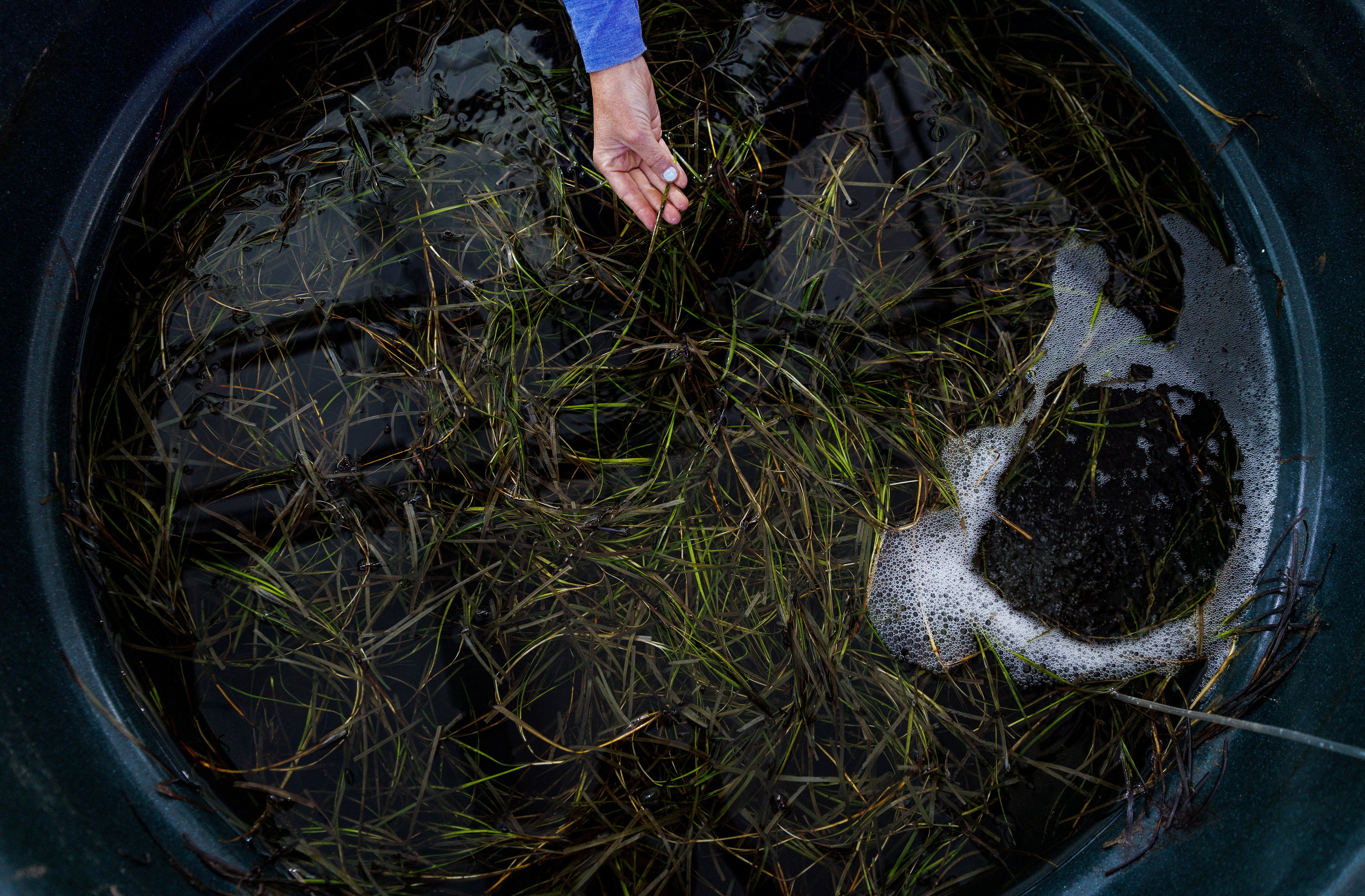 Flowering seagrass, collected to harvest the seeds, floats in a tank at the lab in Kiel, Germany, 11 July