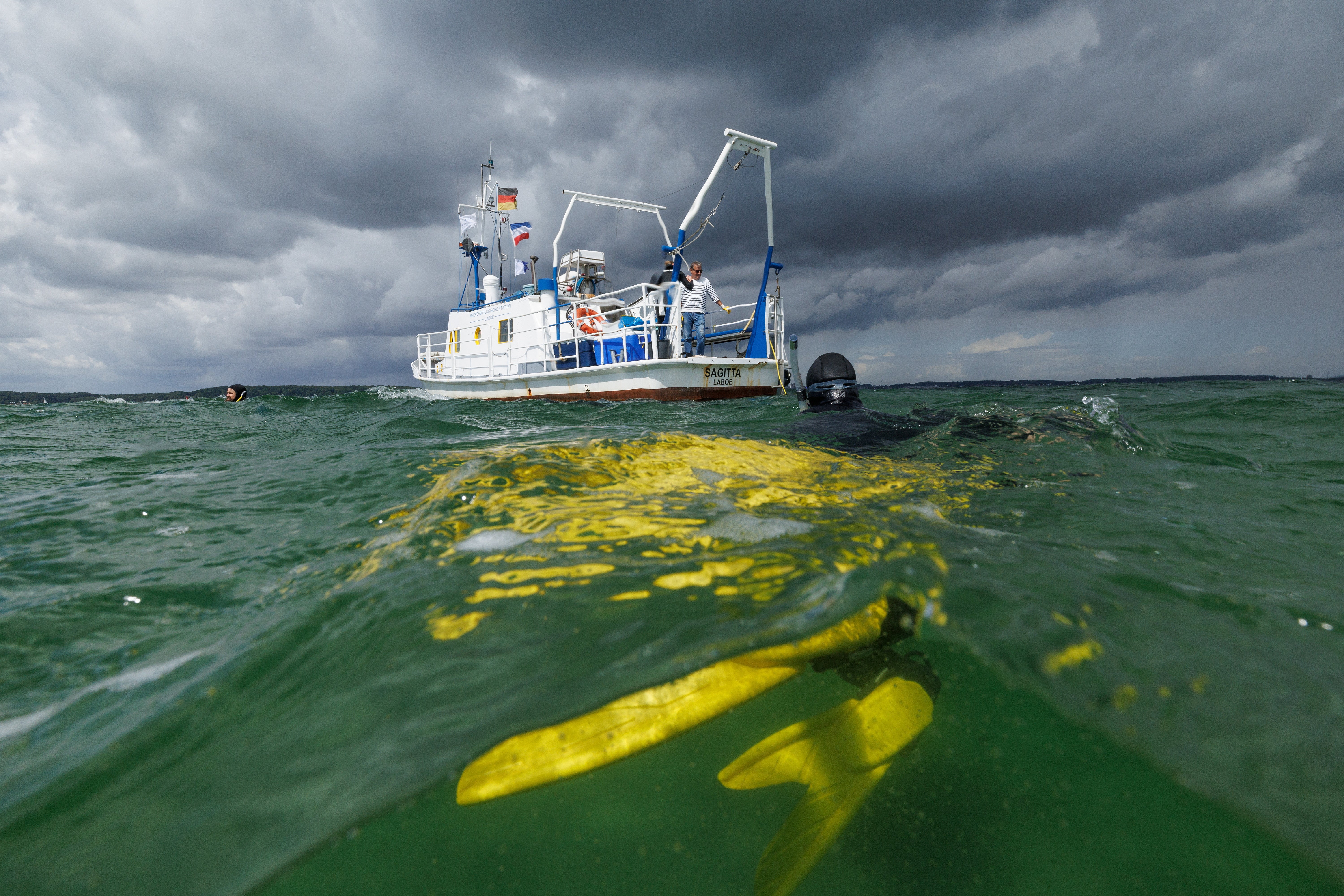 A marine scientist for Geomar snorkels back to the boat after collecting flowering seagrass to harvest the seeds, in Laboe, Germany, 17 July