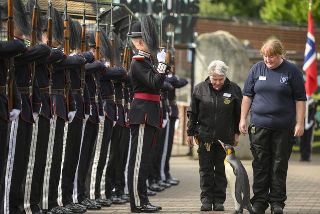 King penguin Sir Nils Olav inspects the troops as it is promoted (John Linton/PA)