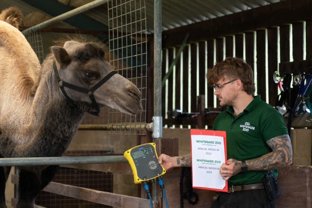 A Bactrian camel named Oakley is weighed by keeper George Spooner (Joe Giddens/PA)