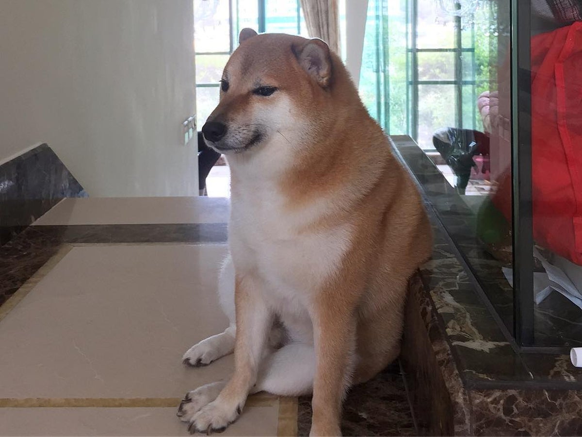 Shiba Inu made famous by viral ‘doge’ meme dies after cancer battle