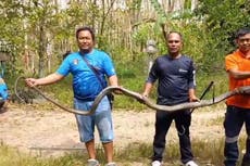 Moment 13ft cobra hiding behind home caught in Thailand