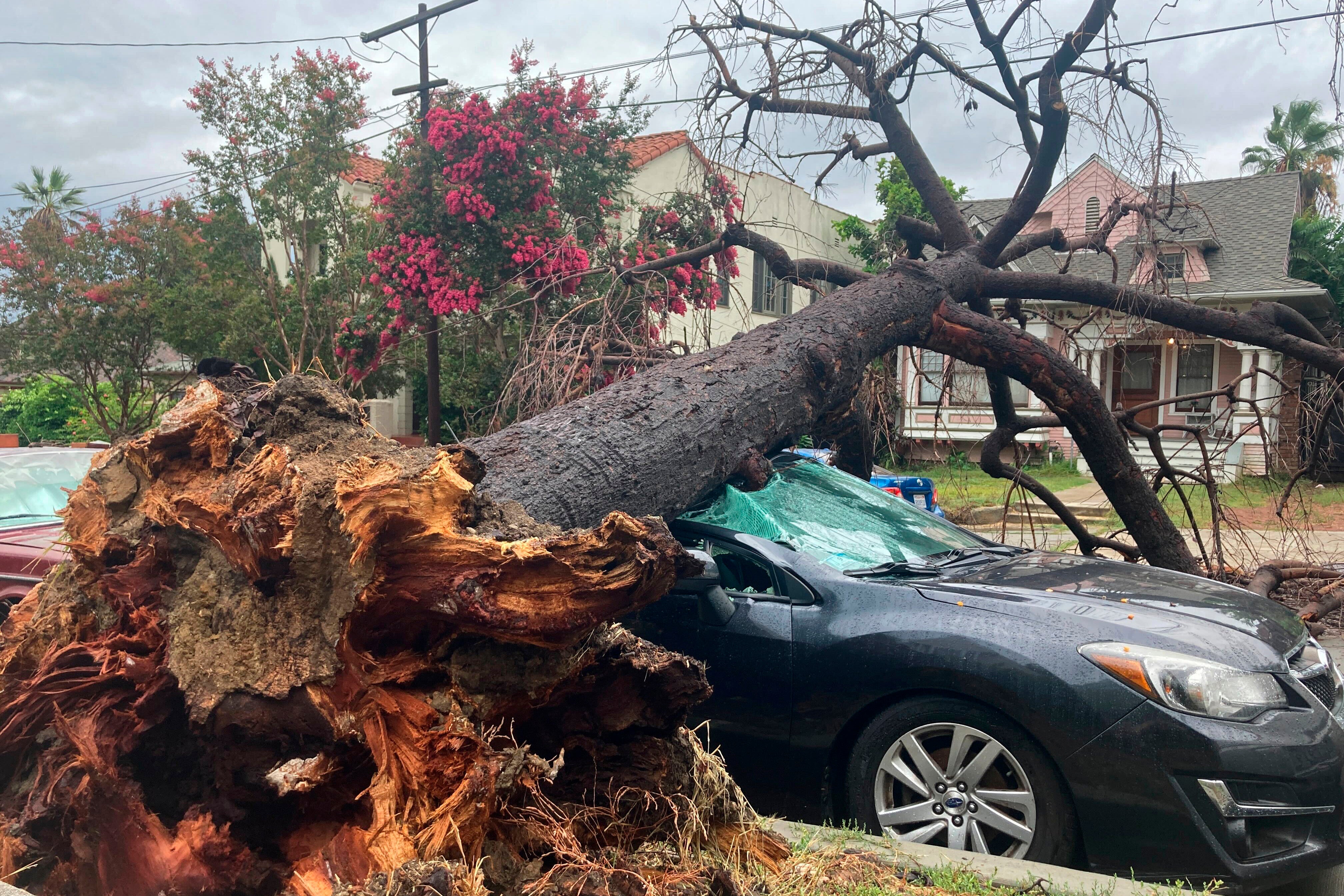 A toppled tree from the tropical storm covers a car in Los Angeles on Monday after Storm Hilary barreled through