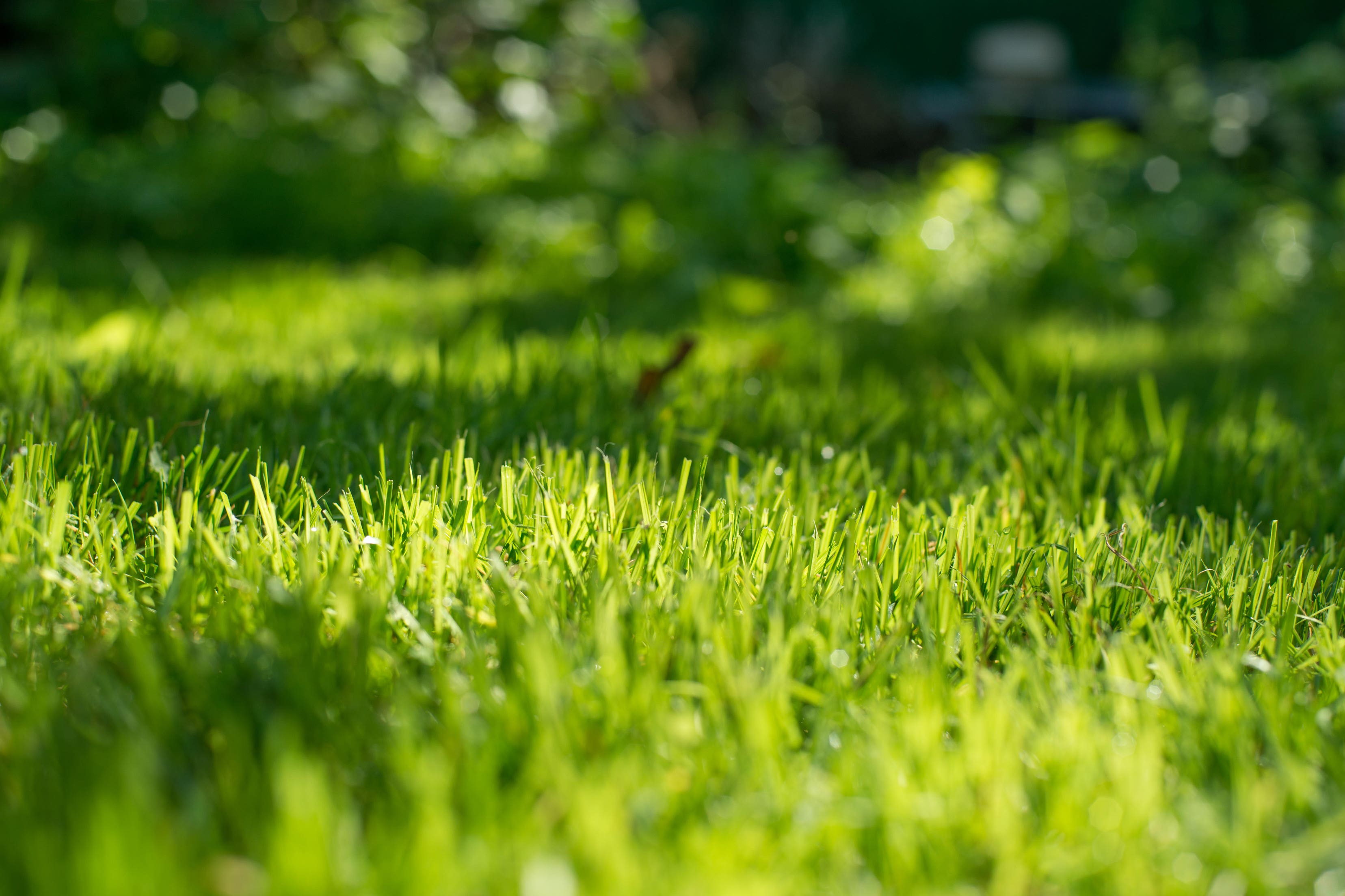 Following simple tips and tricks will ensure your lawn’s health will be boosted throughout autumn (Alamy/PA)