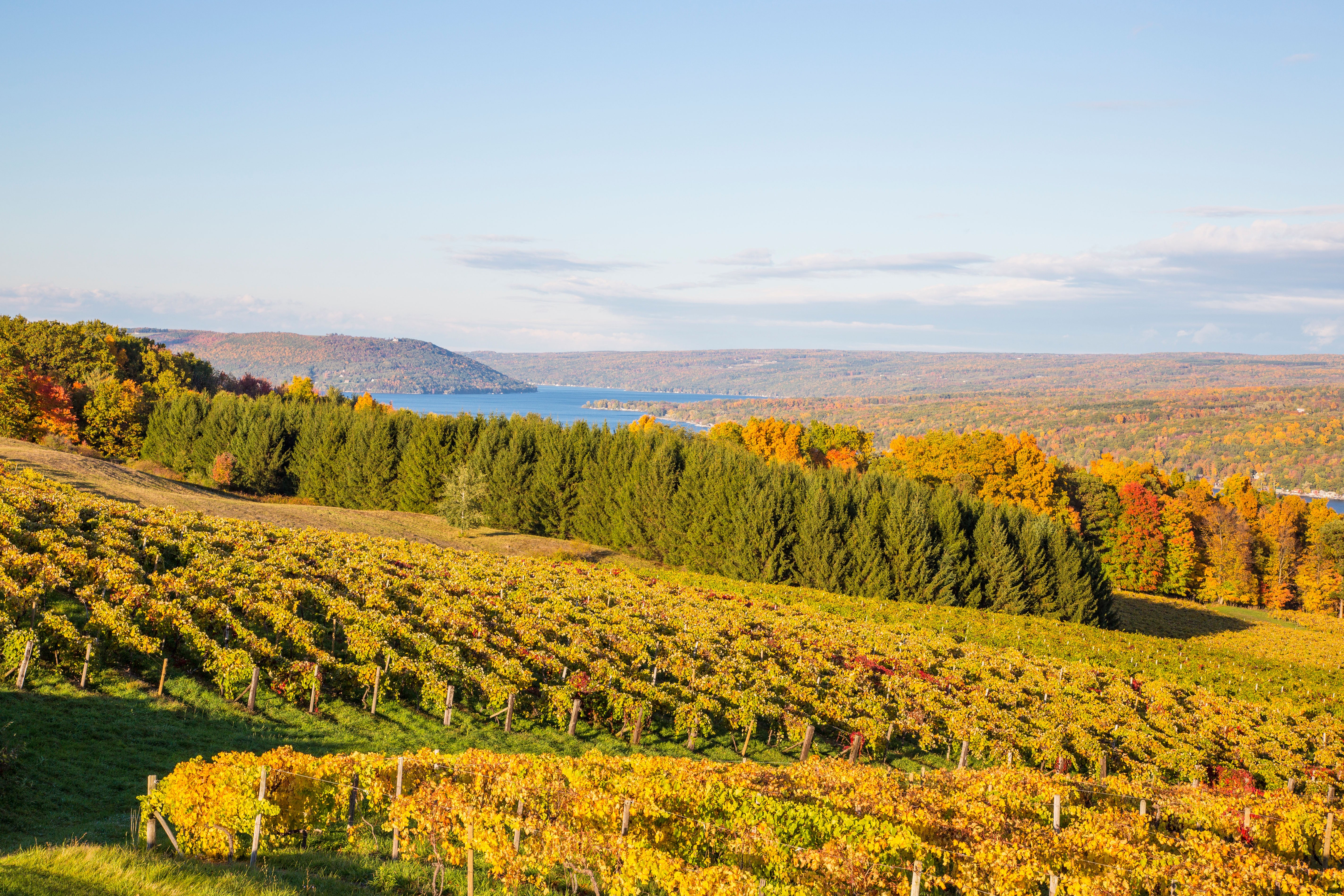 Fall grape vineyards on Keuka Lake in the Finger Lakes region of New York state