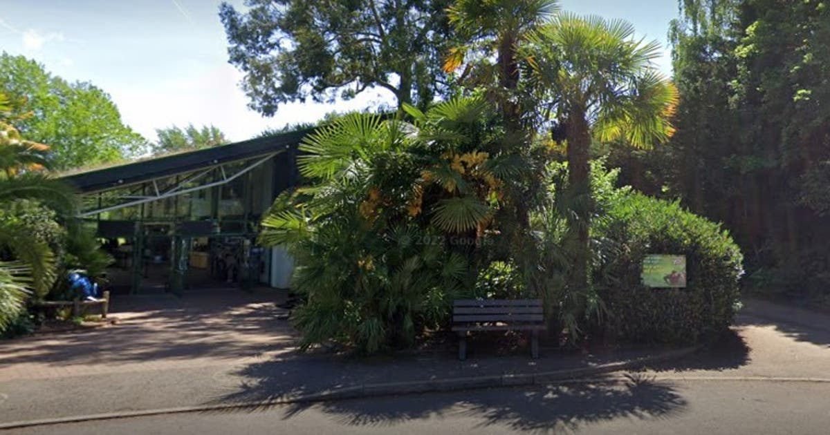 ‘Chaos’ as monkey escapes from enclosure at zoo