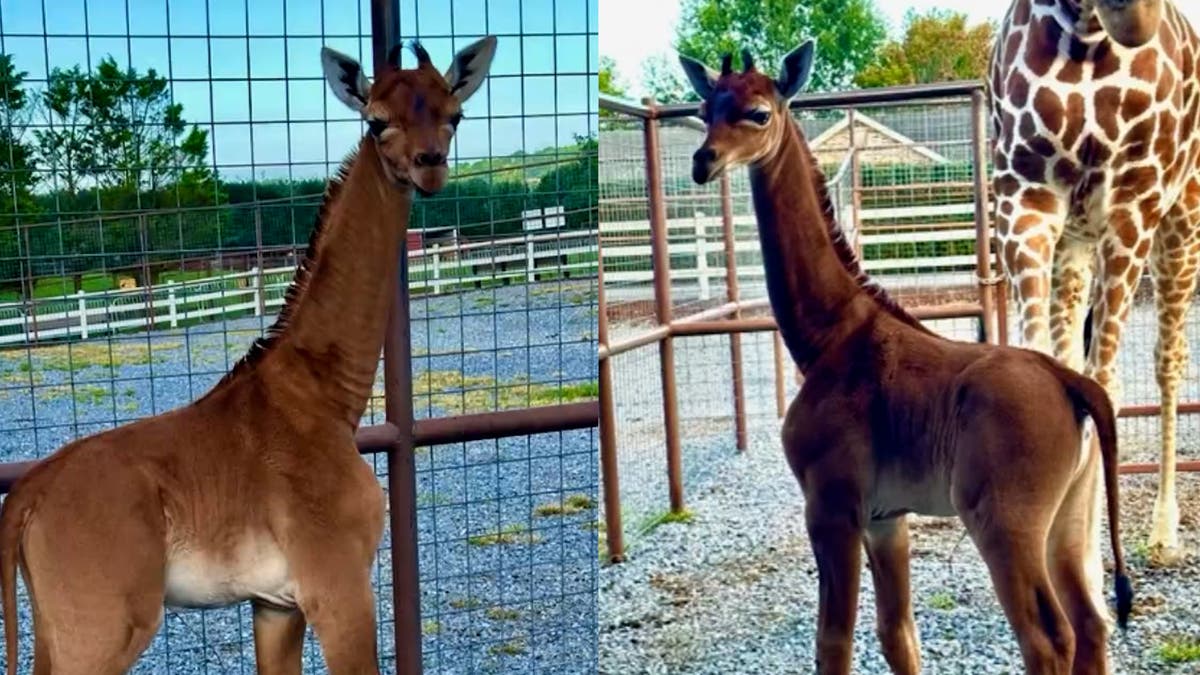 Tennessee zoo names the world’s first spotless giraffe