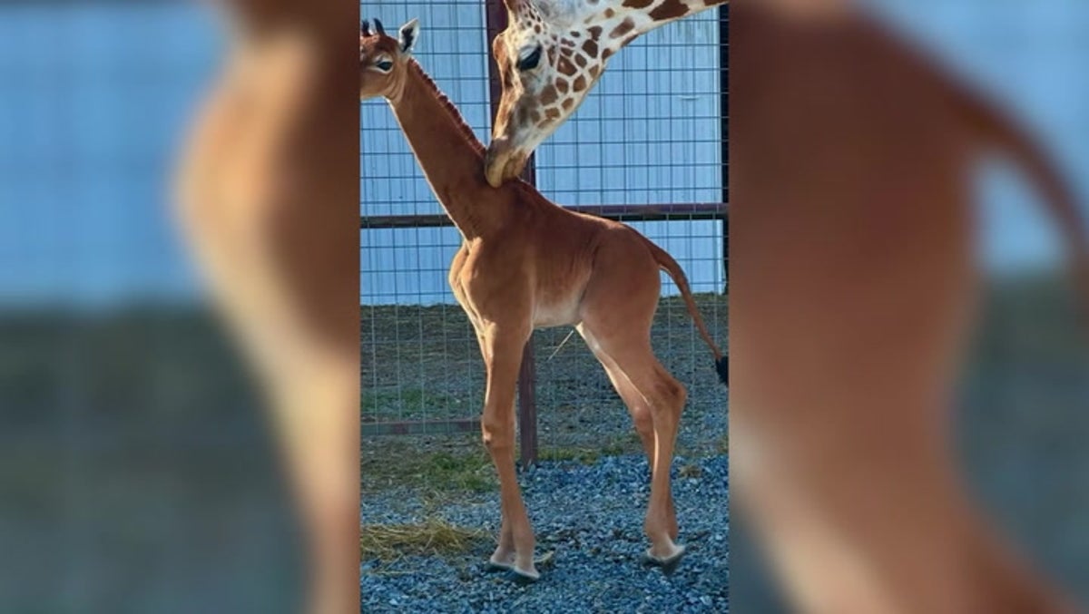 World’s ‘rarest giraffe’ with no spots explores habitat at Tennessee zoo