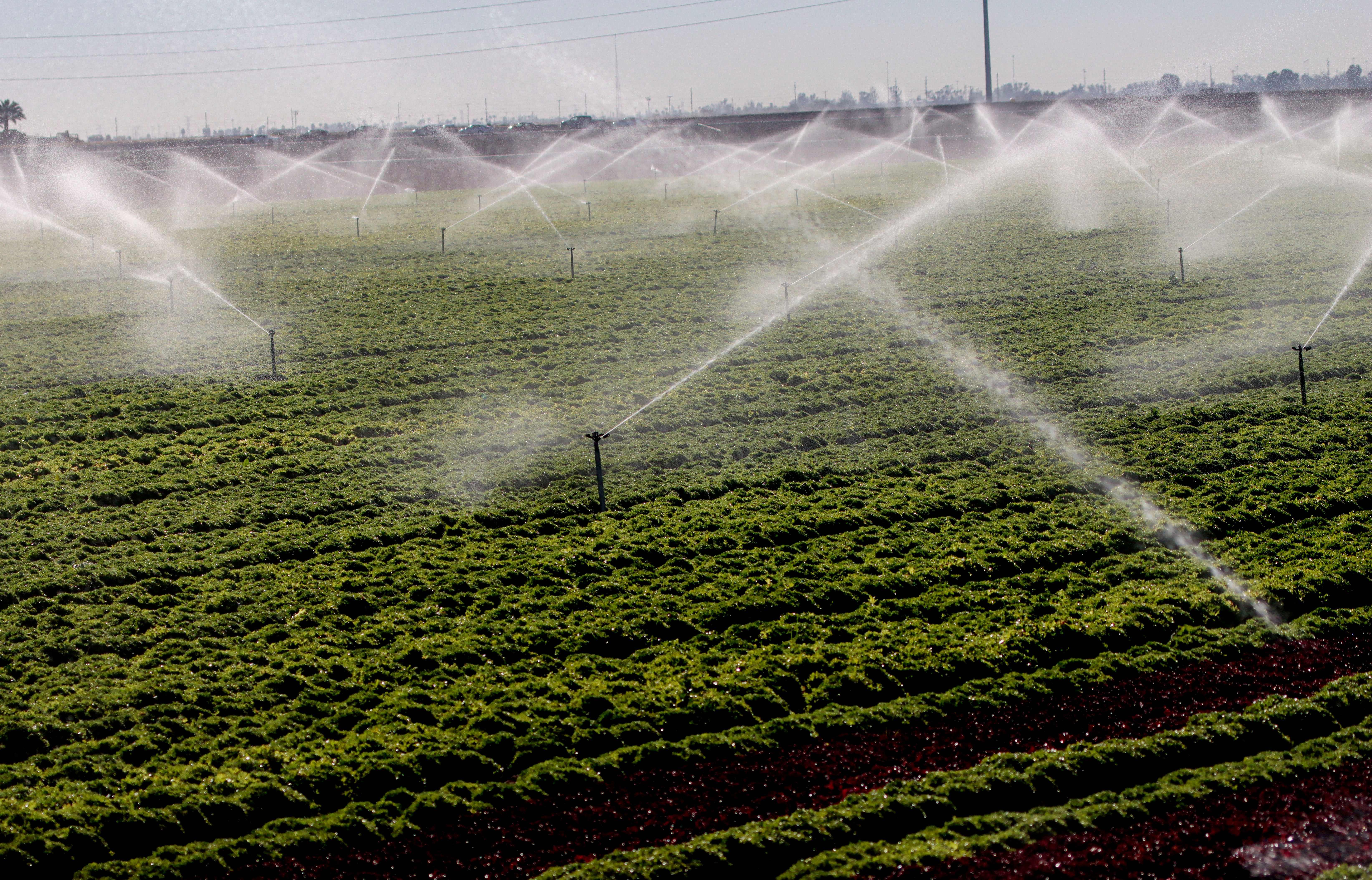 Sprinklers water a lettuce field in Holtville, California, beneath a blazing desert sun. Experts say we are making ‘ridiculous decisions’ on where we grow crops