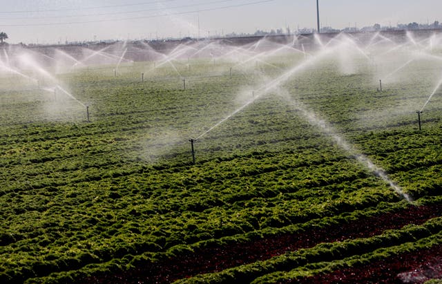 <p>Sprinklers water a lettuce field in Holtville, California, beneath a blazing desert sun. Experts say we are making ‘ridiculous decisions’ on where we grow crops </p>