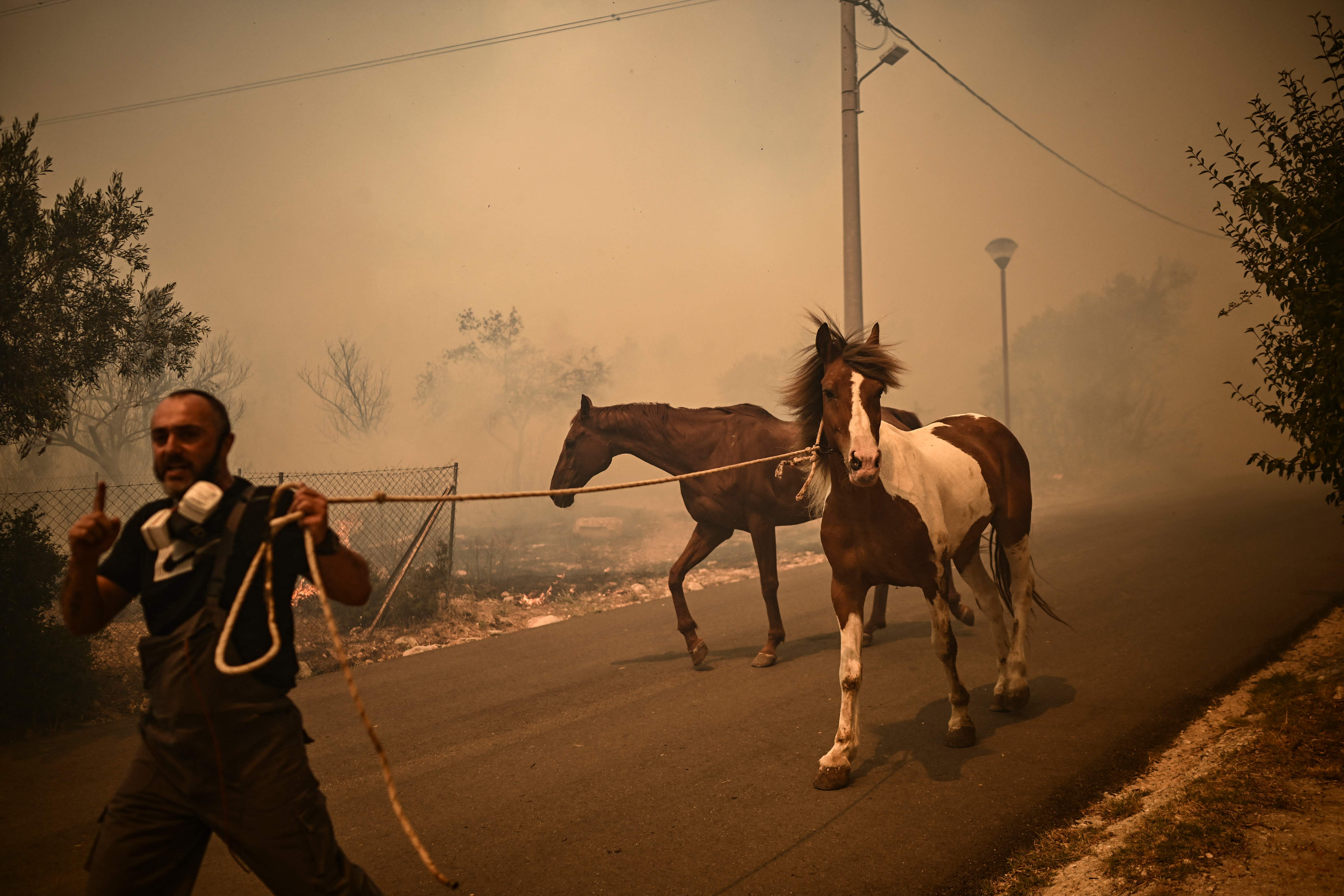 A man pulls horses to safety during the Chasia wildfire