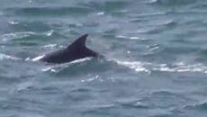 Amazing footage shows dolphins swimming with RNLI lifeboat