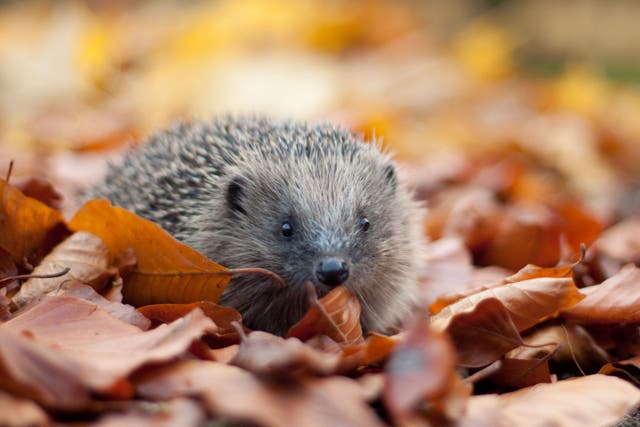 Hedgehogs are among more than 40% of UK species which are in decline in recent years because of pesticide use and a loss of habitat (Tom Marshall/PA)