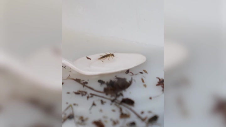 <p>Insect feared to be extinct in Britain for almost 30 years ‘comes back from dead’</p>