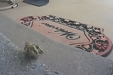 Fedex driver kills venomous rattlesnake balled up on customer’s porch: ‘Sorry about the blood’