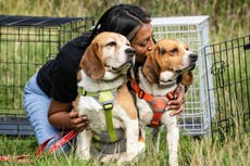 Beagles held in testing laboratory for 12 years to be rehomed in UK