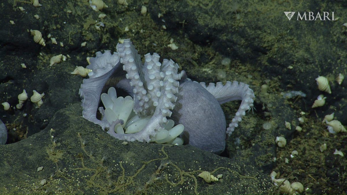 Deep-sea 'hot tubs' help octopus moms hatch their eggs faster