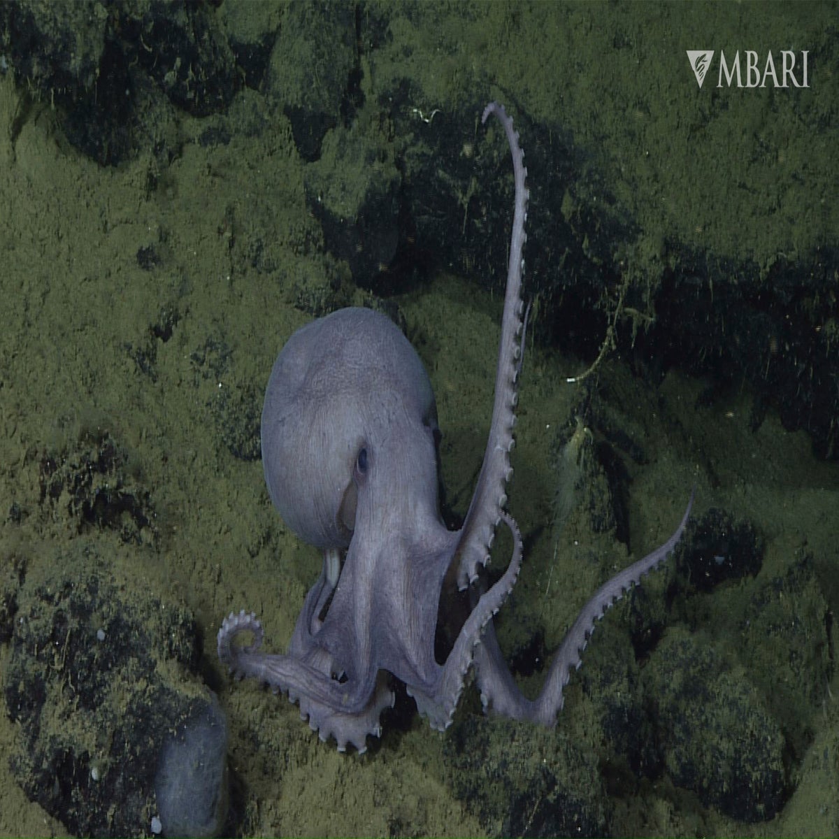 Largest known gathering of octopuses discovered off California 'The