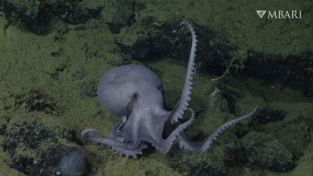 <p>A male pearl octopus, pictured in 2019 </p>
