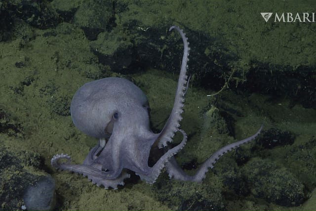 <p>A male pearl octopus, pictured in 2019 </p>